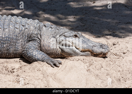 Amerikanischer Alligator (Alligator Mississippiensis) im Sand an der St. Augustine Alligator Farm Zoologie Park in Florida Stockfoto