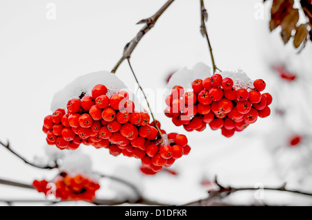 Zwei Zweige der Vogelbeere im Schnee Stockfoto