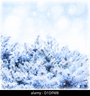 Foto von Tanne Zweig abgedeckt weißen Schnee auf blauen Himmelshintergrund, Reim auf Kiefer Baum Grenze, Winter Blumen Hintergrund, Neujahr Stockfoto