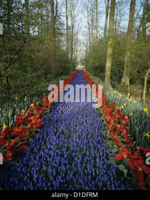 Reihen von Tulpen im Keukenhof Garten, der weltweit größten Blumengarten befindet sich in der Nähe von Lisse, Niederlande, Europa Stockfoto