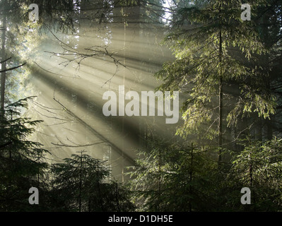 Sonne Licht scheint durch die Bäume. Karpaten Holz, Ukraine. Stockfoto