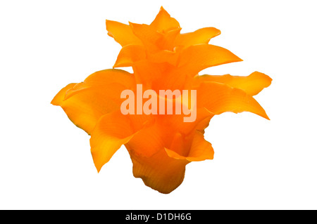 (Calathea Calathea crocata), zimmerpflanze mit orangen Blüten und rote