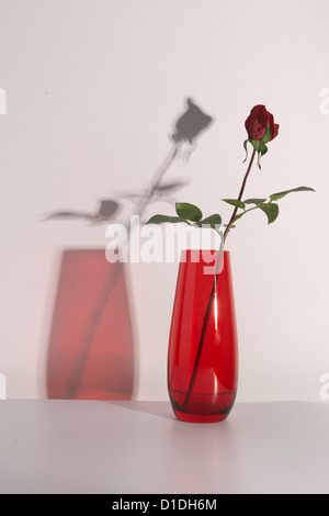 eine rote rose in einer Vase mit dem Schatten, gerahmt Stockfoto