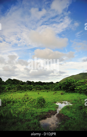 Feuchtgebiet in Hong Kong. In der Regel werden die Kühe zusammen hier. Stockfoto