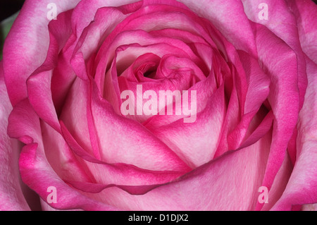 Rosa Rosen Stockfoto