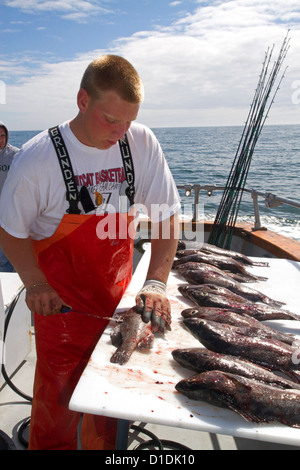Matrose Reinigung Fisch auf einem Charterboot Angeln im Pazifischen Ozean abseits der Küste von Westport, Washington, USA. Stockfoto