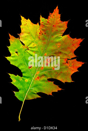 Eichenblatt in hellen Farben des Herbstes Stockfoto