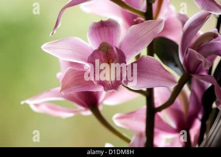 Rosa Blumenstrauß. Bunte Blumen bringen Hauch frische in ein Haus oder ein Büro Stockfoto