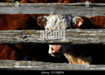 Kuh im Stift, Baker Valley, Oregon halten. Stockfoto