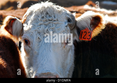 Kuh im Stift, Baker Valley, Oregon halten. Stockfoto