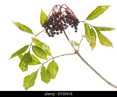 Filiale Holunder (Sambucus Nigra) auf weißem Hintergrund Stockfoto