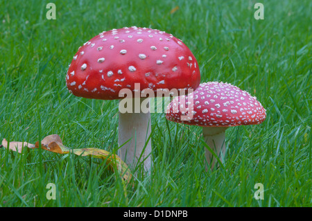 Fliegenpilz [Amanita Muscaria] West Sussex, UK. Oktober. Stockfoto