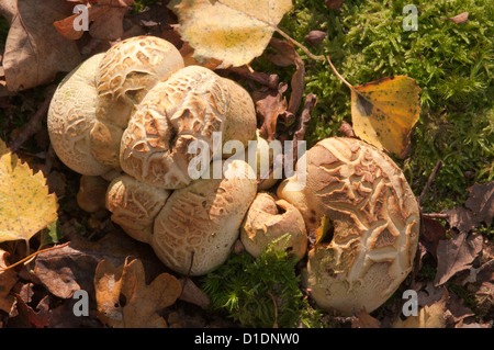 Gemeinsame Erde-Ball (Sklerodermie Citrinum) West Sussex, UK. Oktober Stockfoto