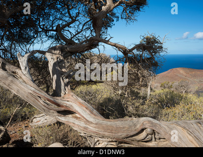 Antiker knorpeliger Wacholderbaum (Juniperus canariensis) in La Dehesa, an der Westküste von El Hierro, Kanarische Inseln, Spanien Stockfoto