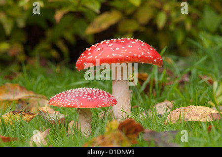 Fliegenpilz [Amanita Muscaria] West Sussex, UK. Oktober. Stockfoto