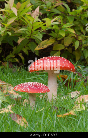 Fliegenpilz [Amanita Muscaria] West Sussex, UK. Oktober. Stockfoto