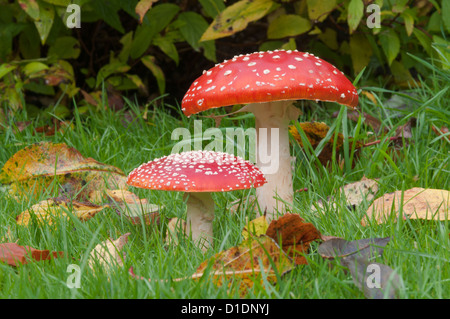 Fliegenpilz [Amanita Muscaria] West Sussex, UK. Oktober. Stockfoto