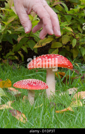 Fliegenpilz [Amanita Muscaria] West Sussex, UK. Oktober. Kommissionierung giftigen Fliegenpilz. Stockfoto