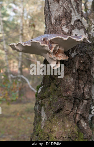 Birken Sie-Halterung oder Rasiermesser Streichriemen Pilz (Piptoporus Betulinus) West Sussex, UK. Oktober. Stockfoto