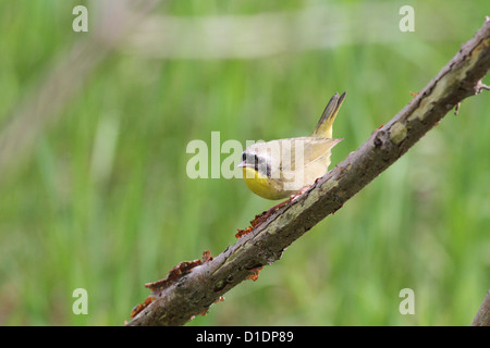 Männliche gemeinsame Yellowthroat (Geothlypis Trichas) im Frühjahr. Stockfoto