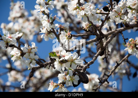 Mandelblüten (Prunus Dulcis) gegen blauen Himmel Stockfoto