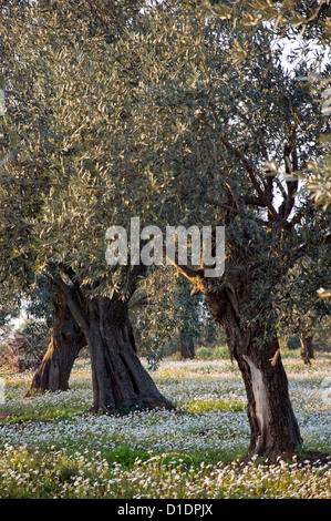 Olivenhain in Frühling (Halbinsel Pilion, Thessalien, Griechenland) Stockfoto