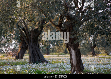 Olivenhain in Frühling (Halbinsel Pilion, Thessalien, Griechenland) Stockfoto