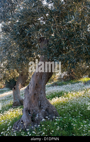 Olivenhain in Frühling (Halbinsel Pilion, Thessalien, Griechenland) Stockfoto