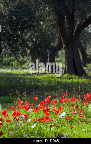 Mohn Anemonen (Anemone Coronaria) im Olivenhain Stockfoto