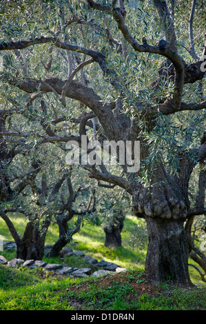 Olivenhain in Frühling (Halbinsel Pilion, Thessalien, Griechenland) Stockfoto