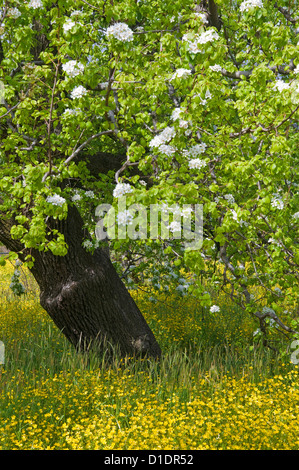 Blühender Birnbaum (Pyrus Communis) auf gelb blühenden Wiese Stockfoto