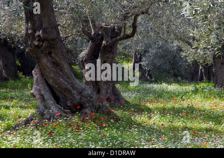 Olivenhain in Frühling (Halbinsel Pilion, Thessalien, Griechenland) Stockfoto