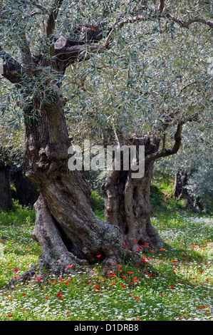 Olivenhain in Frühling (Halbinsel Pilion, Thessalien, Griechenland) Stockfoto