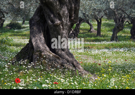 Olivenhain in Frühling (Halbinsel Pilion, Thessalien, Griechenland) Stockfoto