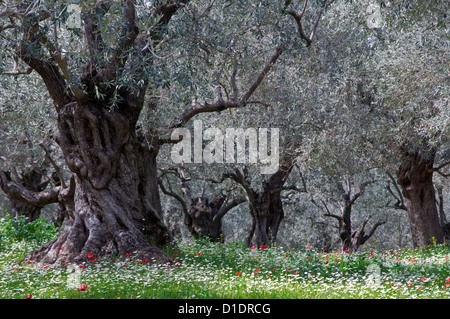 Olivenhain in Frühling (Halbinsel Pilion, Thessalien, Griechenland) Stockfoto