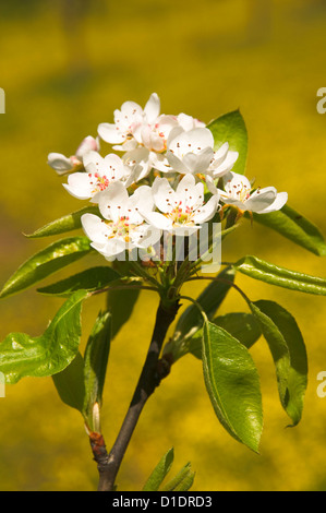 Zweig der blühende Birnbaum (Pyrus Communis) Stockfoto
