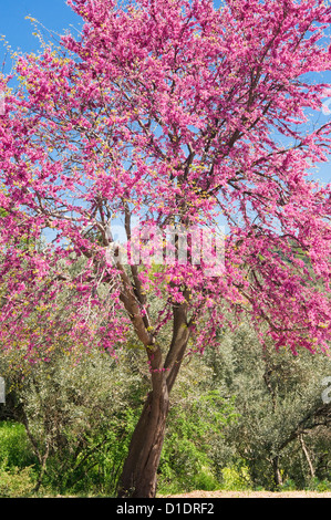 Blühenden Judasbaum (Cercis Siliquastrum) Stockfoto