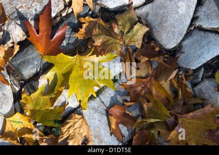 Herbstlaub auf Kopfsteinpflaster Stockfoto