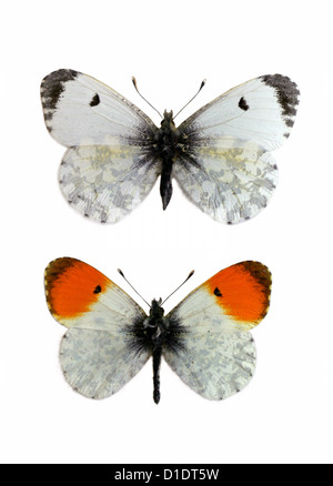 Orange-Tip Schmetterlinge, Anthocharis Cardamines, Pieridae, Lepidoptera. Buchse (oben), Stift (unten). Montierte Exemplare. Ausschnitt. Stockfoto