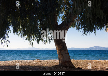 Eukalyptus-Baum an einem Strand am Pagasitischen Golf (Halbinsel Pilion, Thessalien, Griechenland) Stockfoto