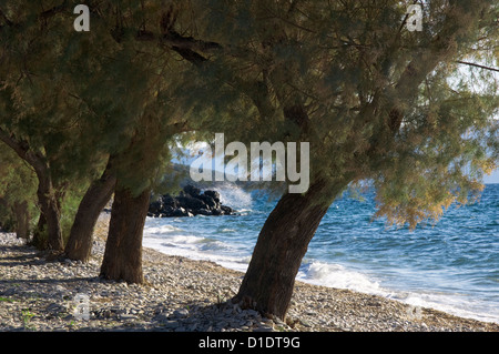 Tamarisken an einem Strand am Pagasitischen Golf (Halbinsel Pilion, Thessalien, Griechenland) Stockfoto