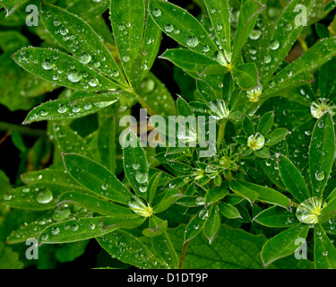 Regen Wassertropfen auf dicken grünen Vegetation bilden Stockfoto