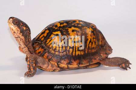 östliche Kasten-Schildkröte, Terrapene Carolina carolina Stockfoto