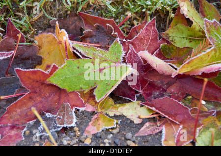 Gefrorenen Laub auf dem Boden in Harlow Carr (RHS Garden). Stockfoto