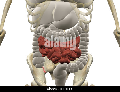 Menschliche Anatomie zeigt Organsysteme Stockfoto