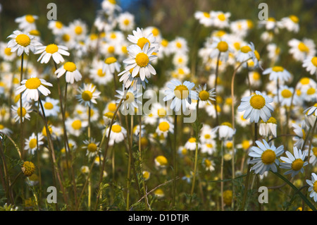 Mutterkraut (Tanacetum Parthenium) auf Wiese Stockfoto