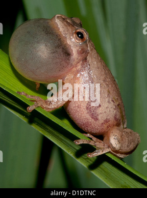 Spring Peeper, Hyla Crucifer, singt seine Lockruf Stockfoto