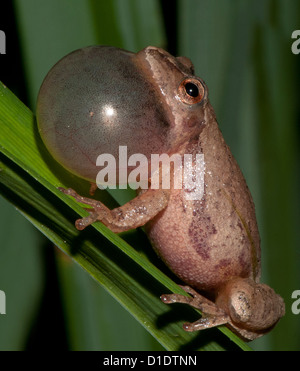 Spring Peeper, Hyla Crucifer, singt seine Lockruf Stockfoto