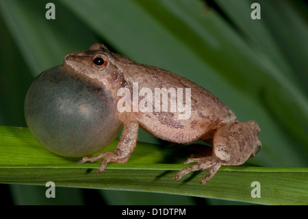 Spring Peeper, Hyla Crucifer, singt seine Lockruf Stockfoto