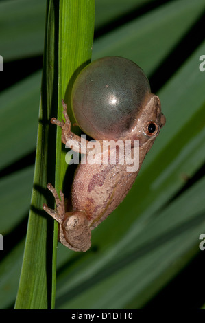 Spring Peeper, Hyla Crucifer, singt seine Lockruf Stockfoto